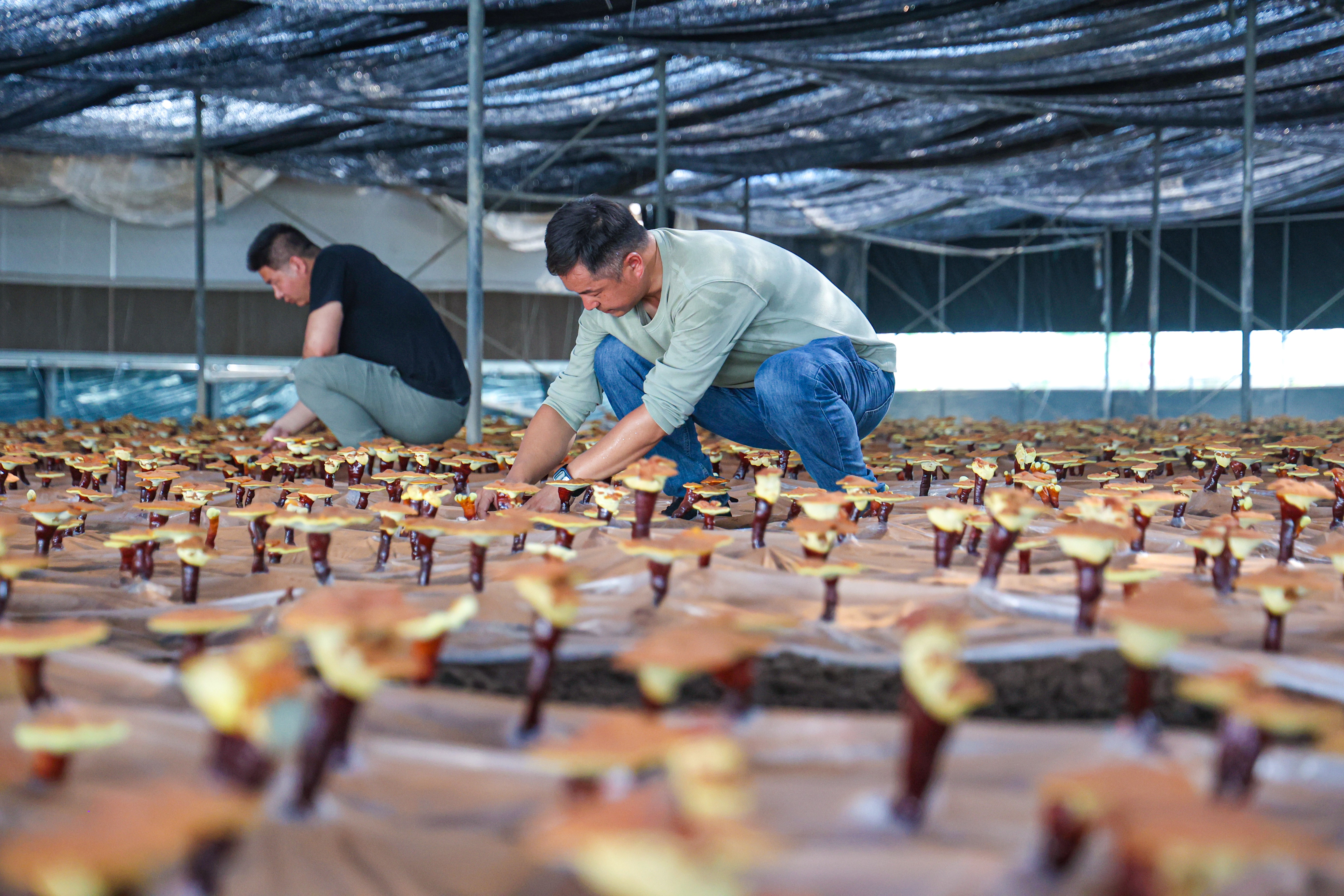 20250707 云台农场:烈日下的坚守.jpg