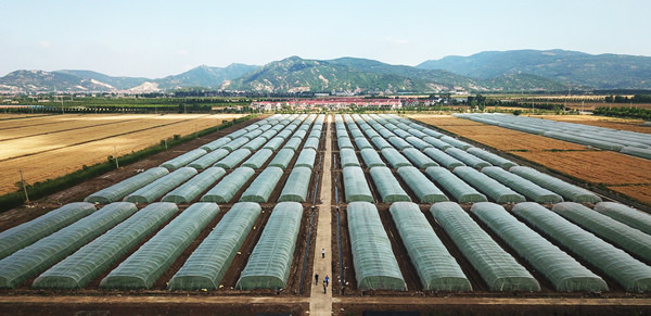 豆丹养殖大棚 程书瑜 摄 (1).JPG