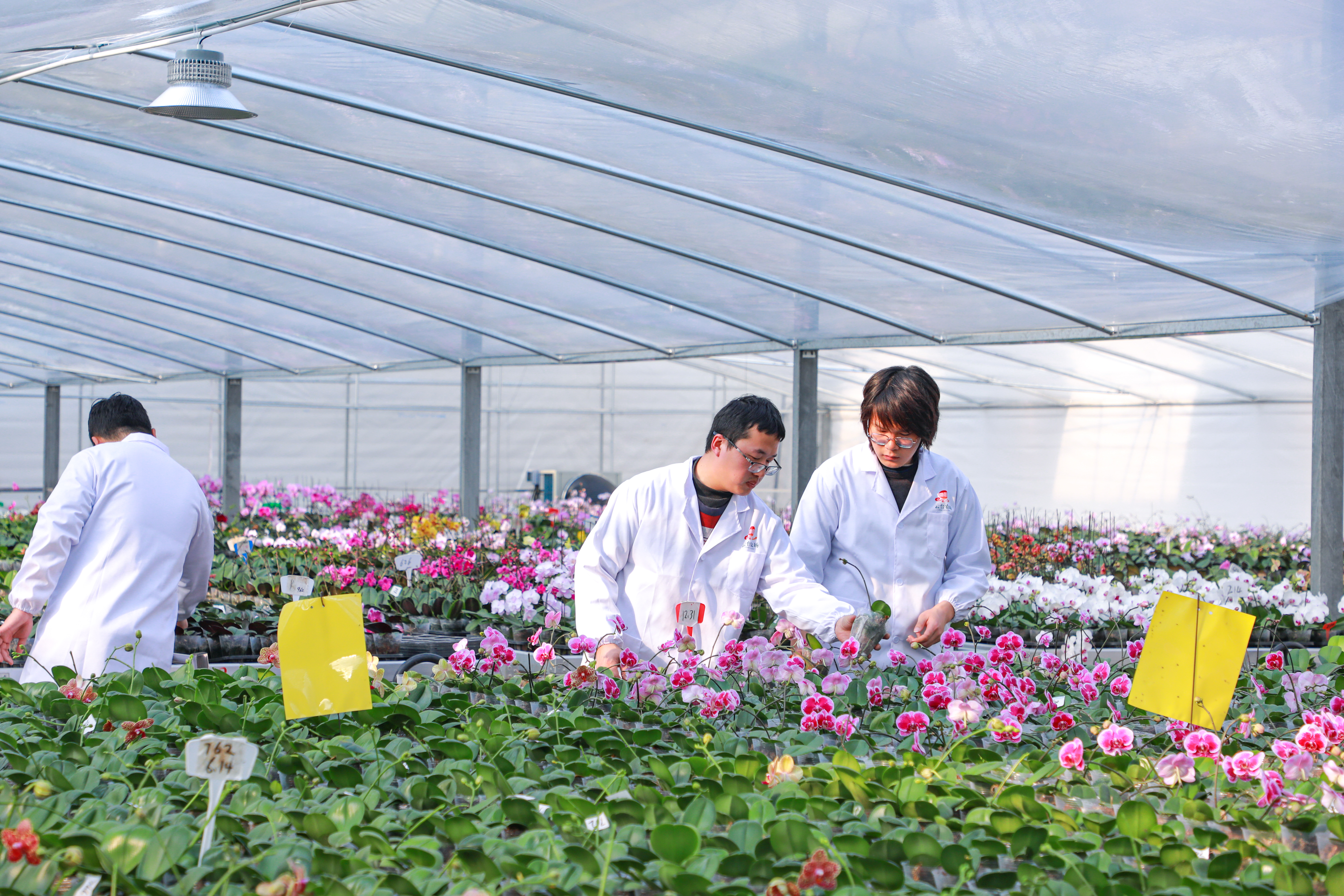 云台：蝴蝶兰管护忙 (2).JPG