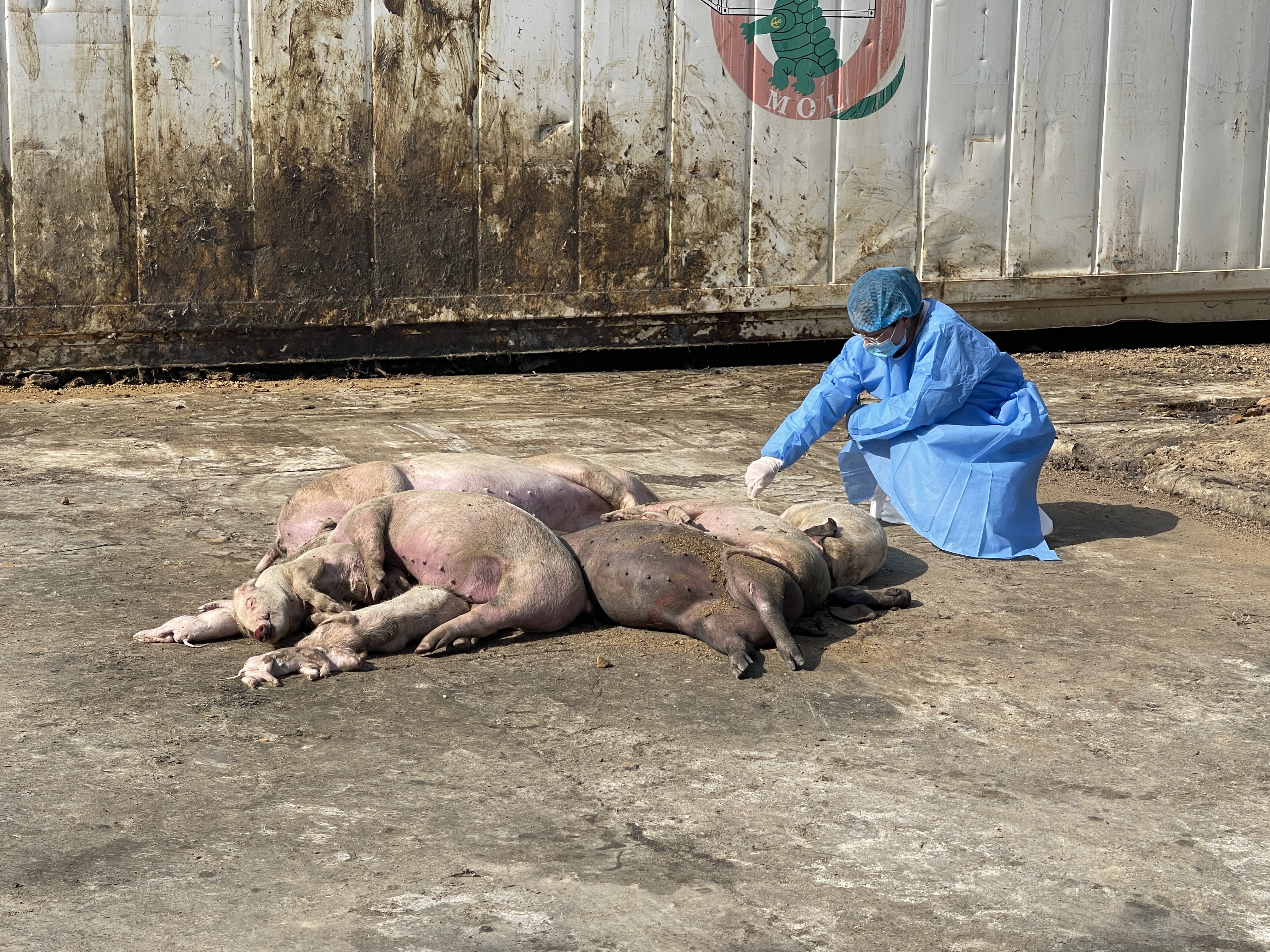 采集病死猪样品.jpg